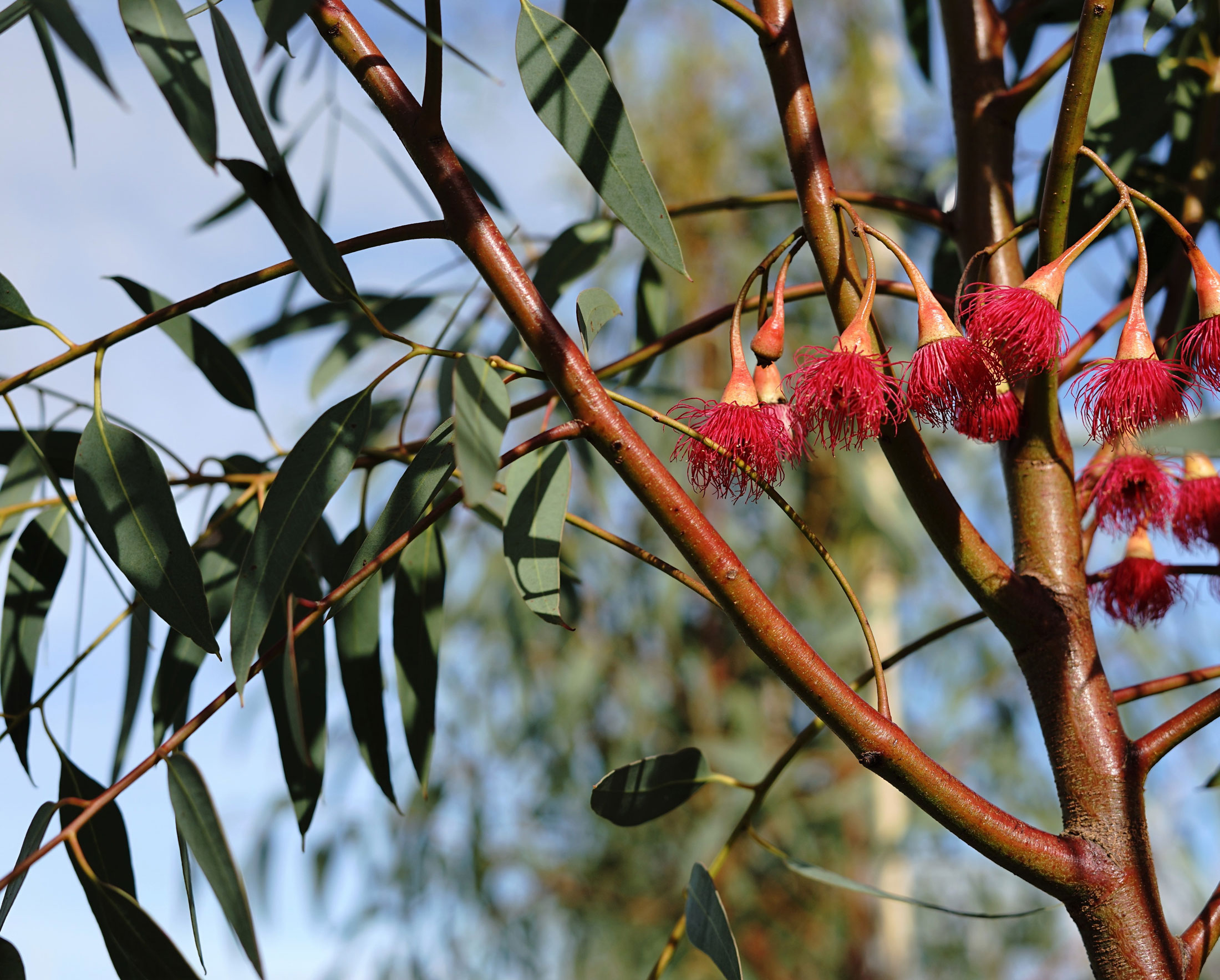 Eucalyptus leucoxylon 'Scarlet' – Botanix Plant Supply