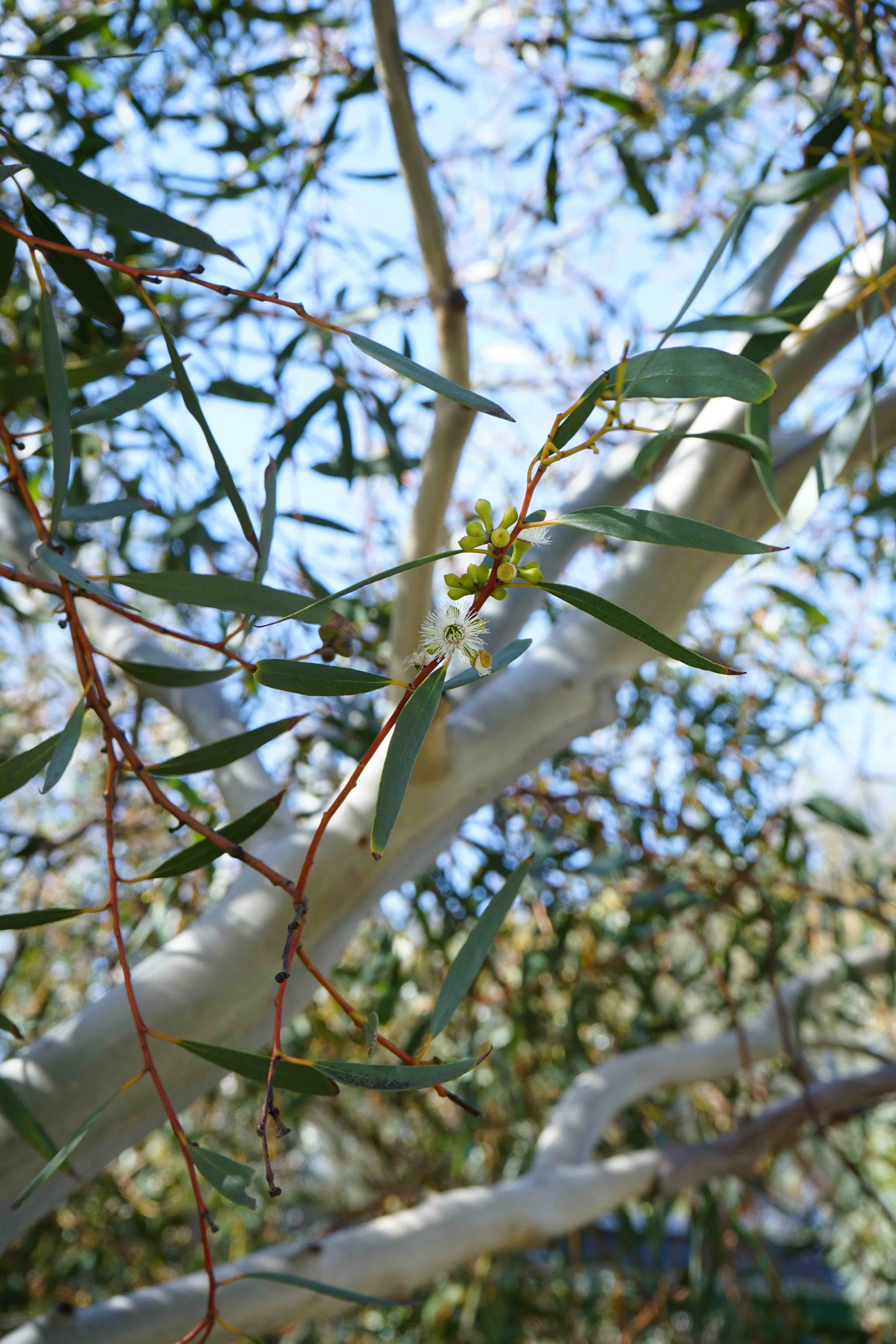 Eucalyptus gregsoniana – Botanix Plant Supply